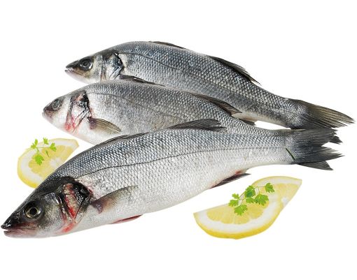 Picture of fresh sea bass