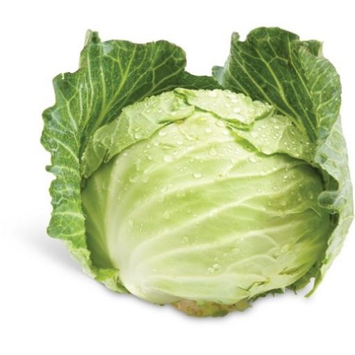 Picture of Lombard cabbage
