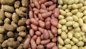 Bata pequena sortida Imagem de Batata