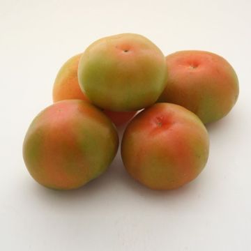 Mostrar detalhes para TOMATE VERDE NACIONAL - PARA SALADA Imagem de TOMATE VERDE NACIONAL - PARA SALADA