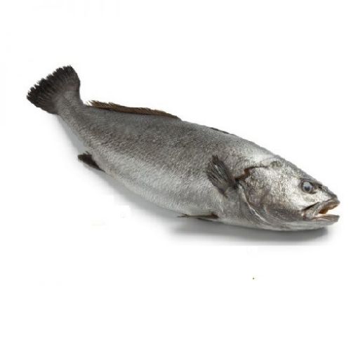 Picture of FROZEN WHOLE CORVINA