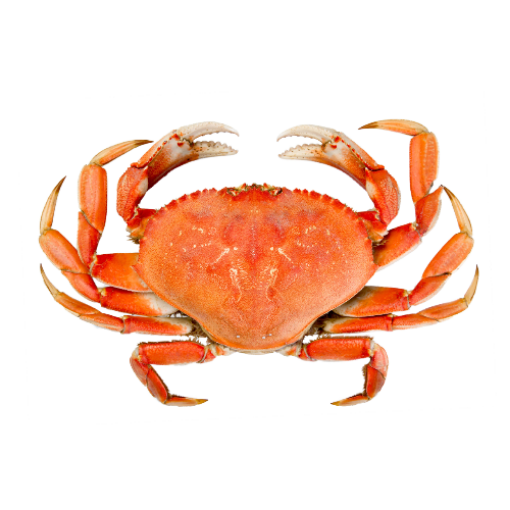 Picture of MALE CRAB