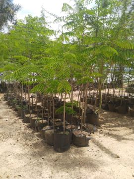 Mostrar detalhes para ACACIA RUBRA ( 3 metros) Imagem de ACACIA RUBRA ( 3 metros)