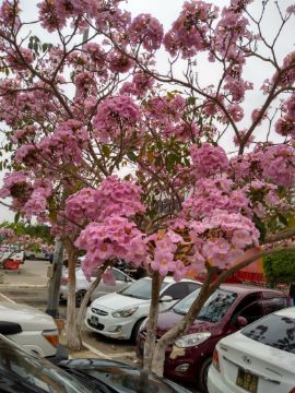 Mostrar detalhes para IPÊ BRASILEIRO ( 3 /4metros) Imagem de IPÊ BRASILEIRO ( 3 /4metros)