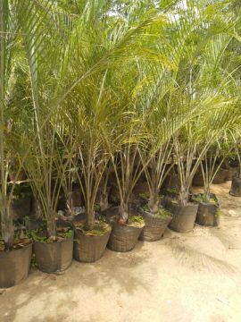 Mostrar detalhes para PALMEIR TRIANGULAR  Imagem de PALMEIR TRIANGULAR