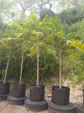 Mostrar detalhes para PALMA REAL 2 / 3 METROS Imagem de PALMA REAL 2 / 3 METROS