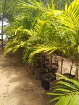 Mostrar detalhes para PALMEIRA REI 1 METRO Imagem de PALMEIRA REI 1 METRO