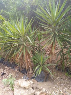 Mostrar detalhes para YUKA  Imagem de YUKA