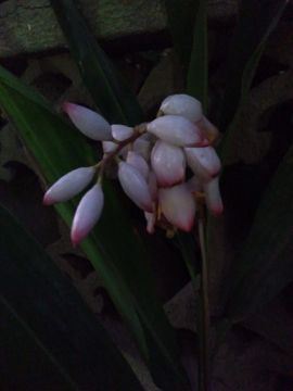 Mostrar detalhes para FLOR DE PATA DE VACA Imagem de FLOR DE PATA DE VACA