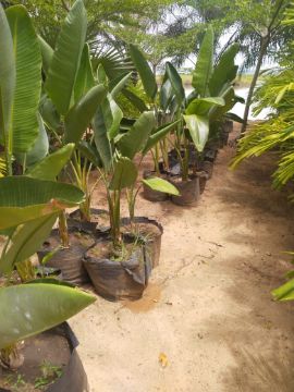 Mostrar detalhes para BANANEIRA DE LEQUE DE FLOR AZUL Imagem de BANANEIRA DE LEQUE DE FLOR AZUL