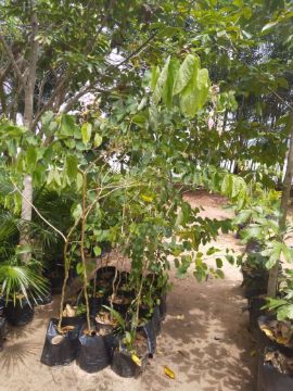 Mostrar detalhes para PATA DE VACA ROSA 1/2 METROS Imagem de PATA DE VACA ROSA 1/2 METROS