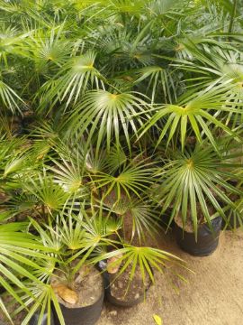 Mostrar detalhes para PALMEIRA LIVINSTON Imagem de PALMEIRA LIVINSTON