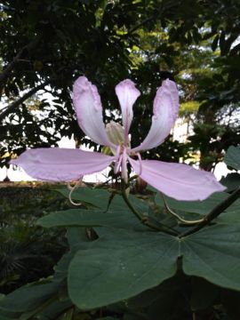 Mostrar detalhes para FLOR DE PATA DE VACA Imagem de FLOR DE PATA DE VACA