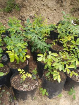 Mostrar detalhes para ARVORE AMARULA Imagem de ARVORE AMARULA