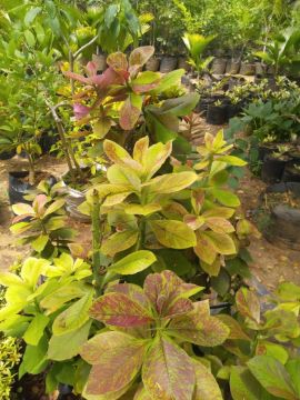 Mostrar detalhes para JANAÚBA 50CM/80 CM Imagem de JANAÚBA 50CM/80 CM