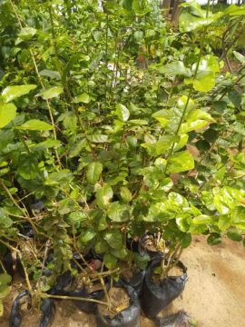 Mostrar detalhes para JASMIM PORTUGUÊS + 1 METRO Imagem de JASMIM PORTUGUÊS + 1 METRO