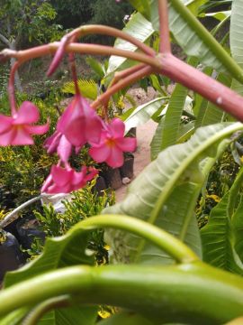 Mostrar detalhes para JASMIM MANGA  +1 METRO Imagem de JASMIM MANGA  +1 METRO