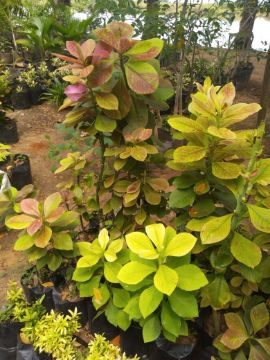 Mostrar detalhes para JANAÚBA 50CM/80 CM Imagem de JANAÚBA 50CM/80 CM