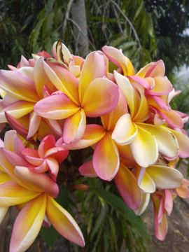 Mostrar detalhes para planta  (19) Imagem de planta  (19)