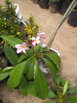 Mostrar detalhes para planta  (20) Imagem de planta  (20)