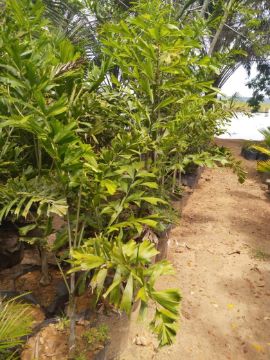 Mostrar detalhes para PALMEIRA RABO DE PEIXE Imagem de PALMEIRA RABO DE PEIXE