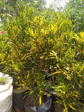 Mostrar detalhes para CROTON AMARELO Imagem de CROTON AMARELO