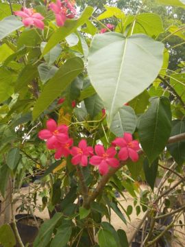 Mostrar detalhes para ARBUSTOS PEREGRIN 2 METROS Imagem de ARBUSTOS PEREGRIN 2 METROS