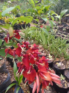 Mostrar detalhes para ARVORE CORTICEIRA 1/1,5 METROS Imagem de ARVORE CORTICEIRA 1/1,5 METROS