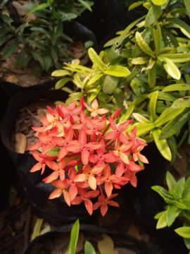 Mostrar detalhes para IXORA VERMELHA  Imagem de IXORA VERMELHA