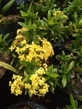 Mostrar detalhes para IXORA AMARELA Imagem de IXORA AMARELA