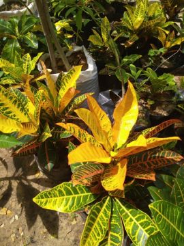 Mostrar detalhes para CROTON BRASILEIRO Imagem de CROTON BRASILEIRO