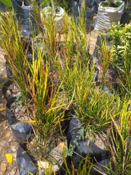 Mostrar detalhes para CROTON VASSOURA Imagem de CROTON VASSOURA