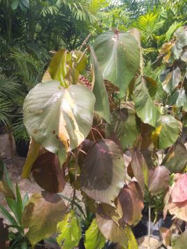 Mostrar detalhes para ACALYFA DE FOLHA LISA + 1 METRO Imagem de ACALYFA DE FOLHA LISA + 1 METRO