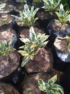 Mostrar detalhes para CROTONS BRANCOS PEQUENOS Imagem de CROTONS BRANCOS PEQUENOS