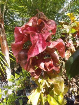 Mostrar detalhes para ACALYFA DE FOLHA TORCIDA + 1 METRO Imagem de ACALYFA DE FOLHA TORCIDA + 1 METRO