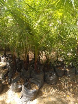 Mostrar detalhes para PALMEIRA PELUDA PEQUENA Imagem de PALMEIRA PELUDA PEQUENA