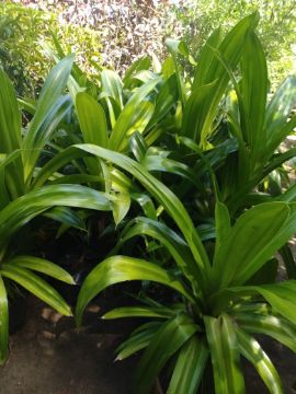 Mostrar detalhes para PANDAM Imagem de PANDAM