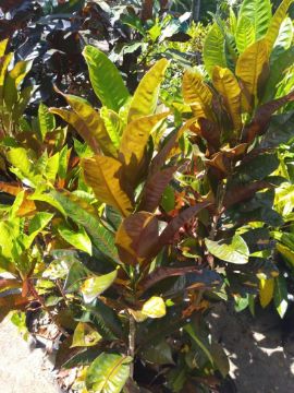 Mostrar detalhes para CROTONS DIVERSOS Imagem de CROTONS DIVERSOS