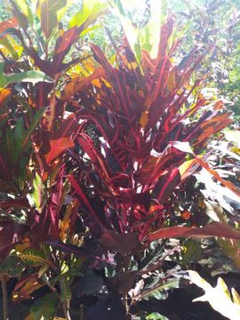 Mostrar detalhes para ROSA DESERTO Imagem de ROSA DESERTO