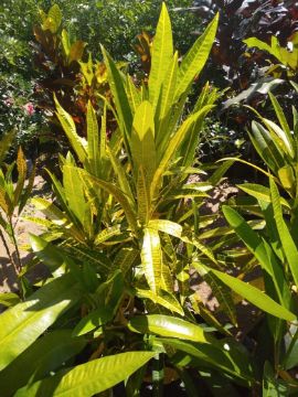 Mostrar detalhes para ROSA DESERTO Imagem de ROSA DESERTO