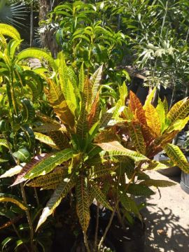 Mostrar detalhes para ROSA DESERTO Imagem de ROSA DESERTO