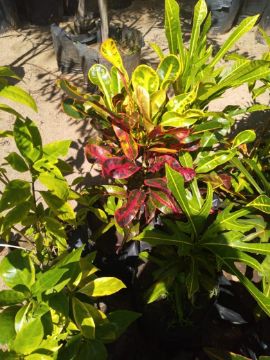 Mostrar detalhes para ROSA DESERTO Imagem de ROSA DESERTO