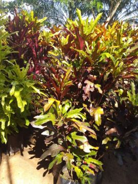 Mostrar detalhes para ROSA DESERTO Imagem de ROSA DESERTO