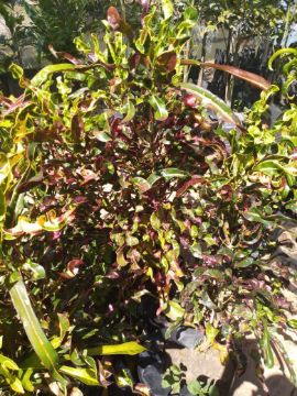 Mostrar detalhes para ROSA DESERTO Imagem de ROSA DESERTO