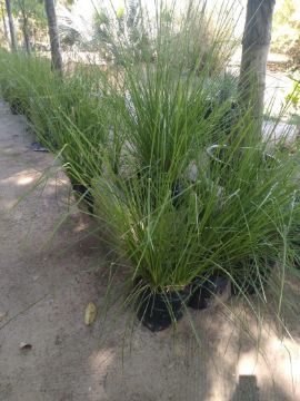 Mostrar detalhes para CAPIM DECORATIVO Imagem de CAPIM DECORATIVO