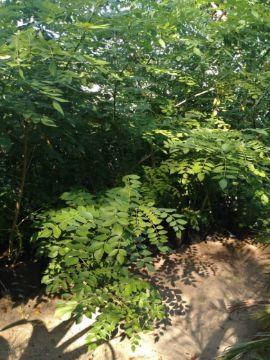 Mostrar detalhes para ARVORE WISTERIA 2 METROS Imagem de ARVORE WISTERIA 2 METROS