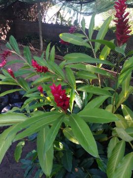 Mostrar detalhes para ALPINIAS Imagem de ALPINIAS