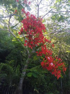 Mostrar detalhes para ACÁCIAS RUBRAS Imagem de ACÁCIAS RUBRAS