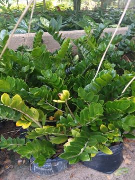 Mostrar detalhes para ZAMIOCULCAS Imagem de ZAMIOCULCAS