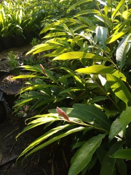 Mostrar detalhes para ALPINIAS Imagem de ALPINIAS